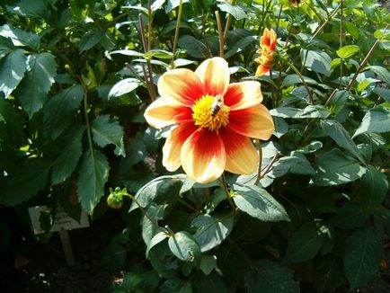 De ce nu înflorește dalii - 7 motive posibile, în grădina de flori ()