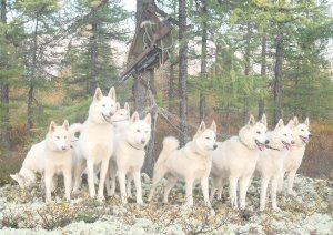 Miért kutyák kéreg egyesek heppidogs