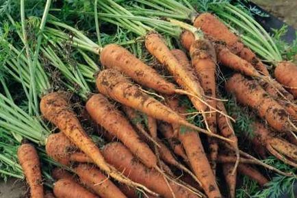 Чому сохне бадилля у моркви що робити, якщо сохне бадилля у моркви
