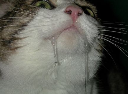 De ce pisica scade din gură