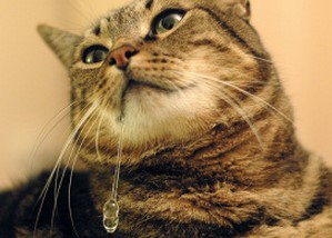 Чому у кішки течуть слюні з рота