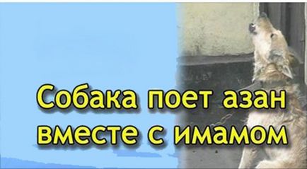 Чому під час азана виють собаки