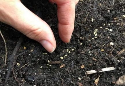 Pregătiți semințe de morcov pentru însămânțare, creșteți o grădină!