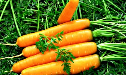 підживлення моркви