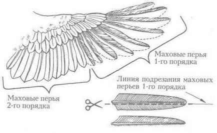 Подсадная качка для полювання зміст, розведення, годування