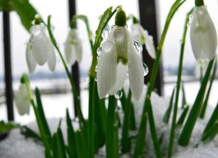 Snowdrop este un simbol al primăverii, speranței și purității! Târg de meșteri - manual, manual