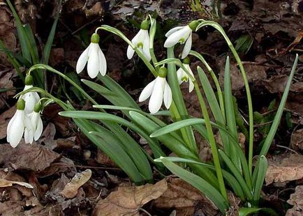 Snowdrop este un simbol al primăverii, speranței și purității! Târg de meșteri - manual, manual