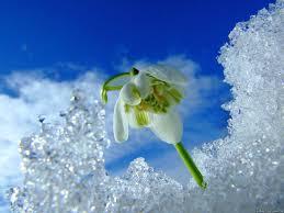 Snowdrop este un simbol al primăverii, speranței și purității! Târg de meșteri - manual, manual