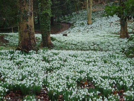 Snowdrop este un simbol al primăverii, speranței și purității! Târg de meșteri - manual, manual