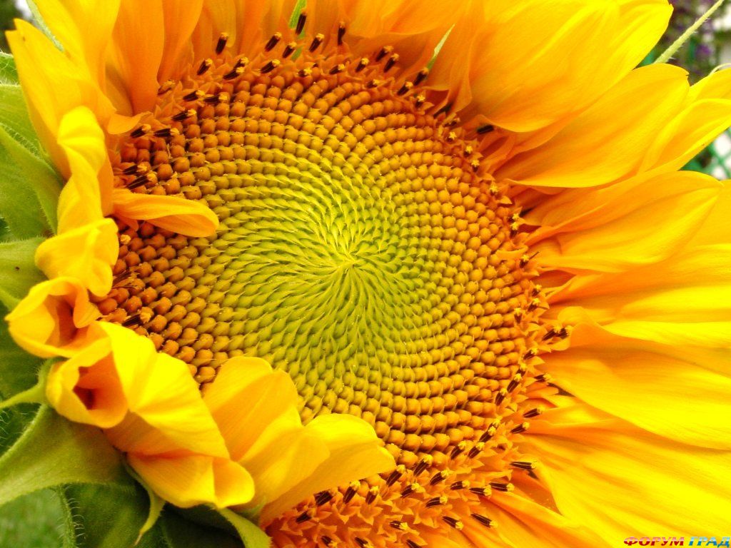 Floarea soarelui din fotografie mastic