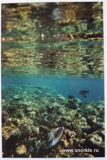 Підводне фото - що краще, одноразова мильниця або м'який аквапакет