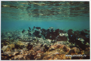 Fotografia subacvatică - ceea ce este mai bine, un vas de săpun de unică folosință sau o aquapacket moale