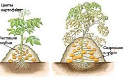 Adăpând cartofii pe brazde, creșteți o grădină!