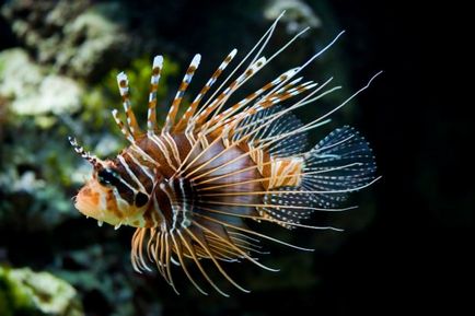 Lionfish strivit sau lionfish (lat (lionfish) Lionfish cu pene sau cu lionfish (lat
