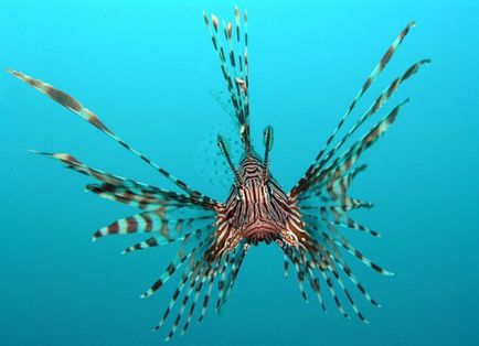 Lionfish strivit sau lionfish (lat (lionfish) Lionfish cu pene sau cu lionfish (lat