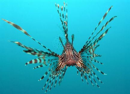 Lionfish cu pene sau cu lionfish (lat