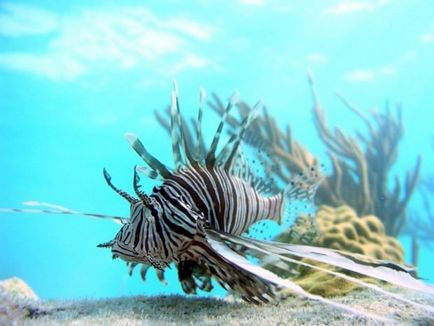Lionfish strivit sau pernă de mare (lat (Lionfish cu lionfish strivit) Lionfish cu pene sau cu lionfish (lat