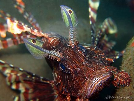 Lionfish cu pene sau cu lionfish (lat