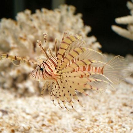 Lionfish cu pene sau cu lionfish (lat