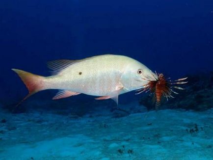 Lionfish cu pene sau cu lionfish (lat