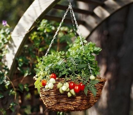 Roșiile pe balcon cresc, plantare, care grad este potrivit (foto și video)