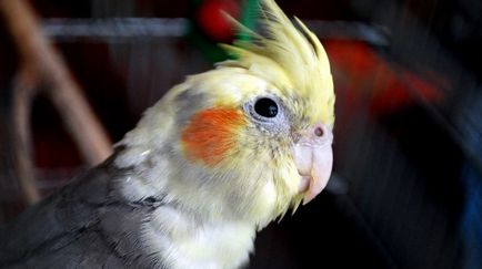 Papagalii Corella - Don Sphynx șobolan