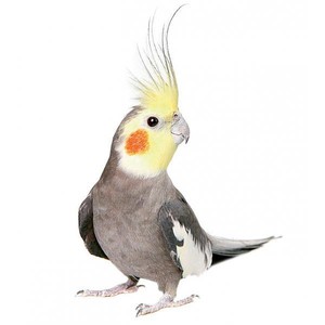 Parrot cockatiel ápolási és karbantartási