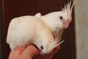 Parrot cockatiel ápolási és karbantartási