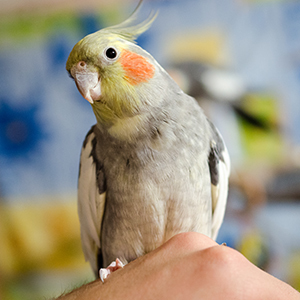 Parrot cockatiel ápolási és karbantartási