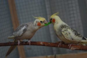 Parrot cockatiel ápolási és karbantartási