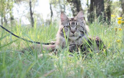 Maine Coon Pisici descriere, fotografie, dimensiuni, natura, condițiile de îngrijire, îngrijire