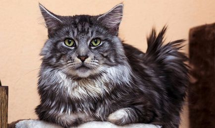 Maine Coon Pisici descriere, fotografie, dimensiuni, natura, condițiile de îngrijire, îngrijire