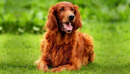 Порода собак басенджи опис зовнішності і правила утримання