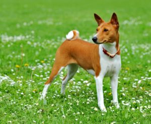 Fajta kutya basenji fizikai leírását és a szabályokat a tartalom