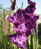 Plantarea gladiolilor din răsaduri