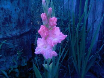 Plantarea gladiolilor din răsaduri