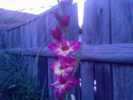 Plantarea gladiolilor din răsaduri