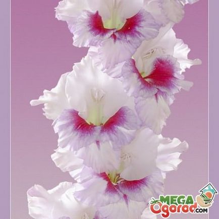 Plantarea gladiolilor din răsaduri