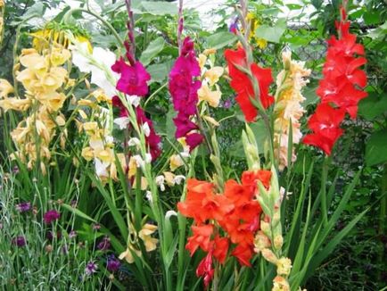 Plantarea gladiolilor din răsaduri