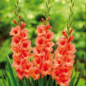 Plantarea gladiolilor din răsaduri