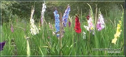 Plantarea gladiolilor din răsaduri