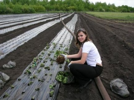 Посадка гладіолусів з розсади