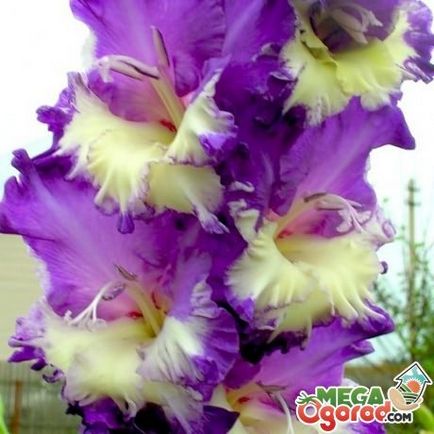 Plantarea gladiolilor din răsaduri