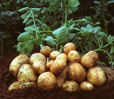 Plantarea cartofilor Buryatski