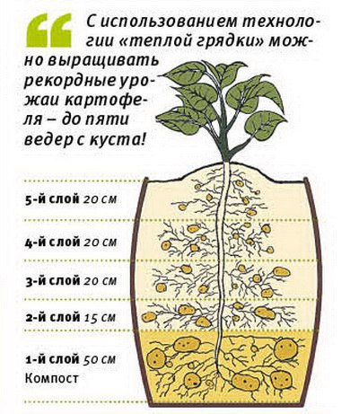 Plantarea cartofilor Buryatski