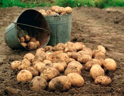 Plantarea cartofilor Buryatski