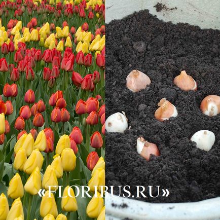 Plantarea bulbilor de lalele în sol în toamna și primăvara fotografie, termeni, reguli pentru pregătirea materialului și