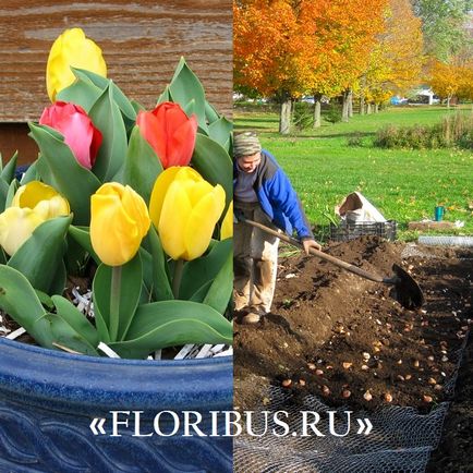 Plantarea bulbilor de lalele în sol în toamna și primăvara fotografie, termeni, reguli pentru pregătirea materialului și