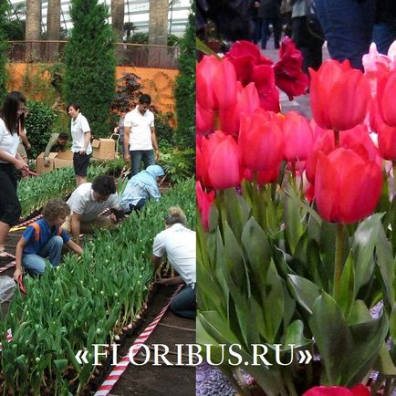 Посадка цибулин тюльпанів в грунт восени і навесні фото, терміни, правила підготовки матеріалу і