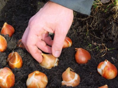 Plantarea de lalele (bulbi) în termeni de toamnă, în ce lună este mai bine să plantezi, la ce adâncime